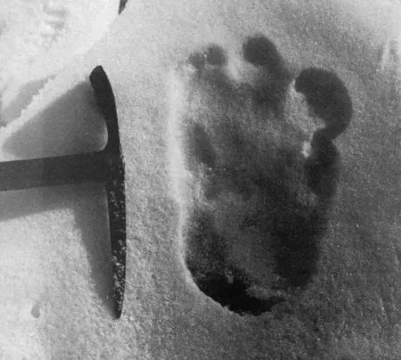 В ульяновских лесах видели Снежного Человека