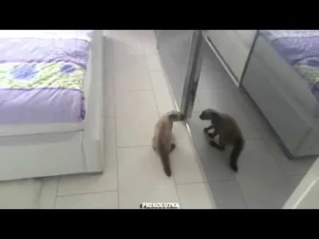 Сиамская кошка и отражение в зеркале