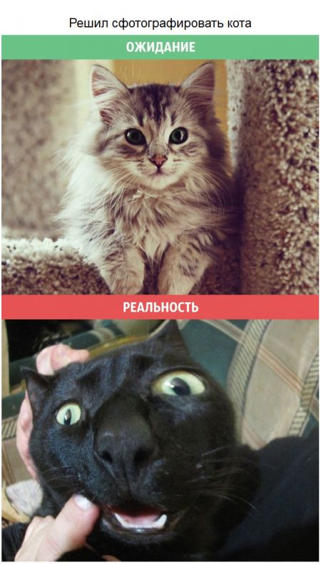 Кошки: ожидания и реальность