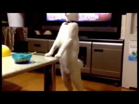 Это не кот, это прикол ходячий