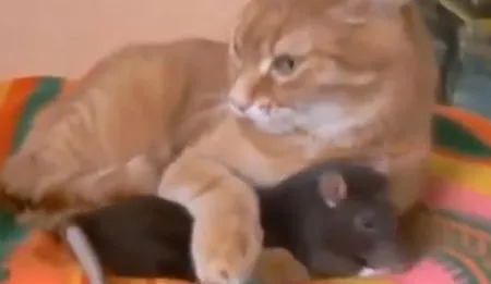 Что-то не так с этим котом