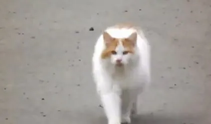 Домашний кот вышел на охоту