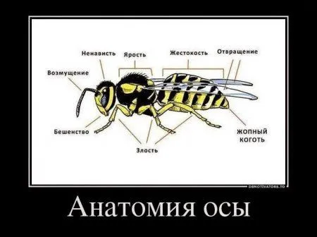 Для нас прикольные демотиваторы