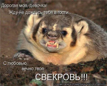 Котомашки на середину недели