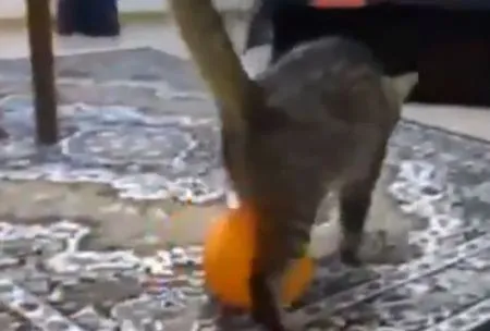 Статический кот