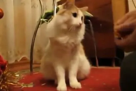 Кот-электрик