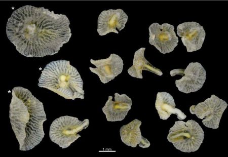 Открыта новая форма жизни - морские грибы