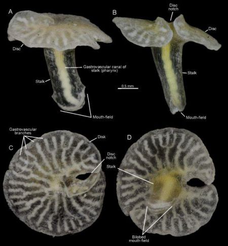 Открыта новая форма жизни - морские грибы