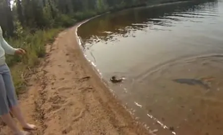 Щуки на охоте, топ 5 атак зубастых хищниц