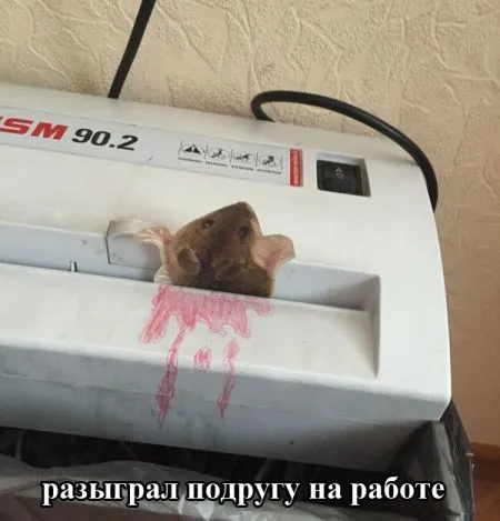 Для расслабончика, только прикольные картинки