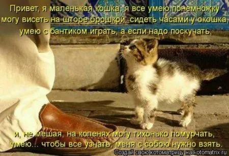 Забавные зверушки от Котоматрицы