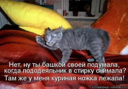 Забавные зверушки от Котоматрицы
