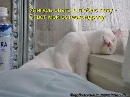 Забавные зверушки от Котоматрицы