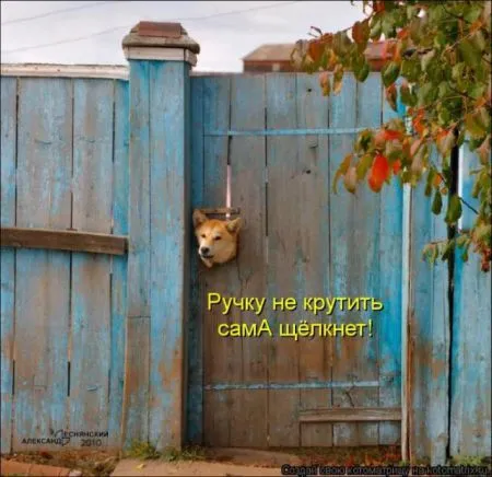 Забавные зверушки от Котоматрицы