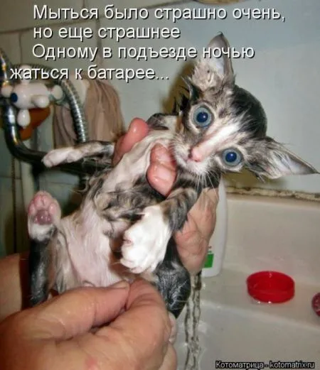 Забавные зверушки от Котоматрицы