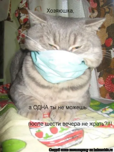 Забавные зверушки от Котоматрицы
