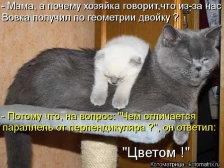 Забавные зверушки от Котоматрицы