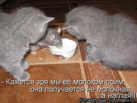 Забавные зверушки от Котоматрицы