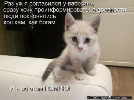 Забавные зверушки от Котоматрицы