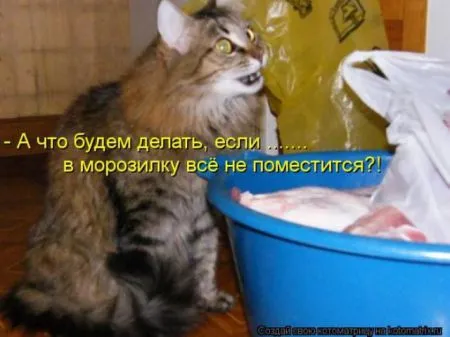 Забавные зверушки от Котоматрицы