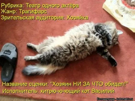 Забавные зверушки от Котоматрицы