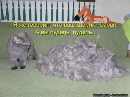 Забавные зверушки от Котоматрицы
