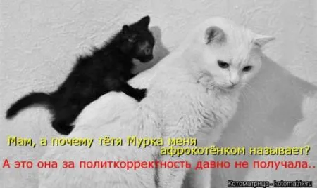 Забавные зверушки от Котоматрицы