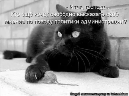 Забавные зверушки от Котоматрицы