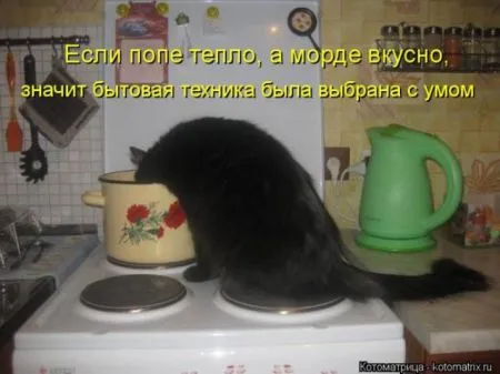 Забавные зверушки от Котоматрицы