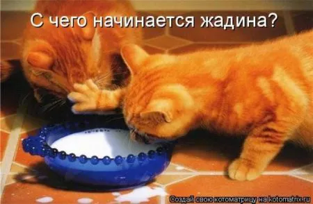 Забавные зверушки от Котоматрицы