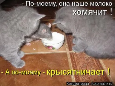 Забавные зверушки от Котоматрицы