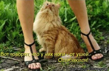 Забавные зверушки от Котоматрицы