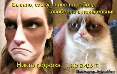 Забавные зверушки от Котоматрицы