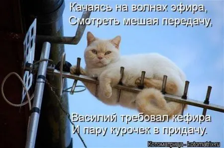 Забавные зверушки от Котоматрицы