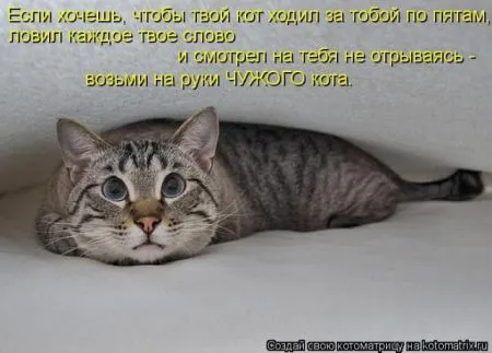 Забавные зверушки от Котоматрицы