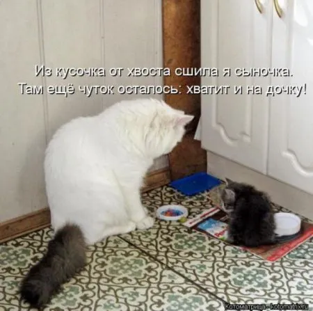 Забавные зверушки от Котоматрицы
