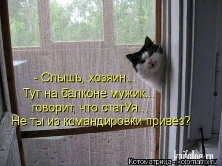 Забавные зверушки от Котоматрицы