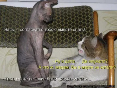Забавные зверушки от Котоматрицы