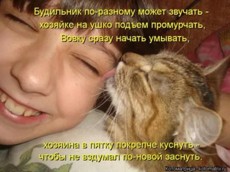 Забавные зверушки от Котоматрицы
