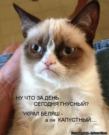 Забавные зверушки от Котоматрицы