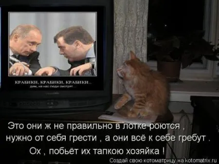 Забавные зверушки от Котоматрицы