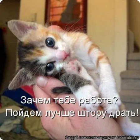 Забавные зверушки от Котоматрицы