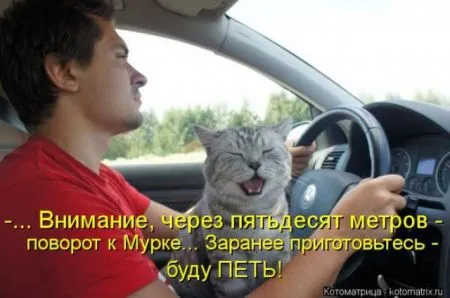Забавные зверушки от Котоматрицы