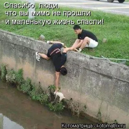 Забавные зверушки от Котоматрицы