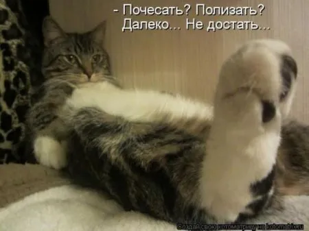 Забавные зверушки от Котоматрицы