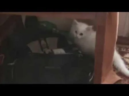 Как не стоит вести себя с котом