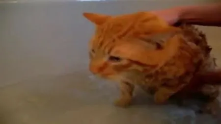 Кот не хочет купаться
