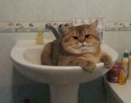 Кошкам тоже нужен выходной
