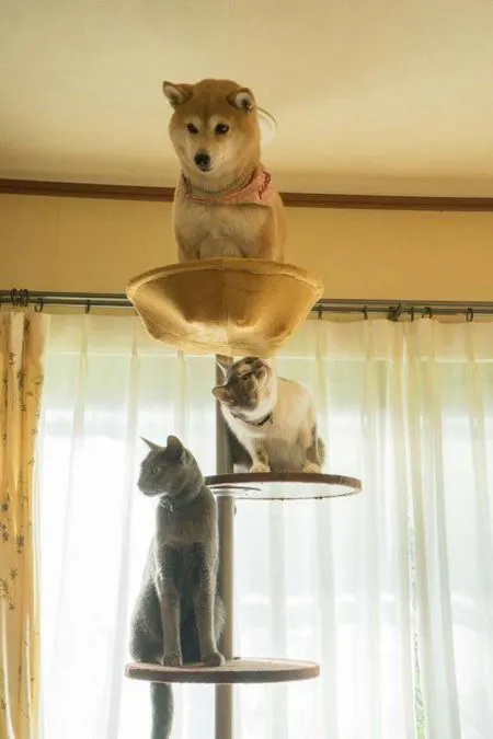 Кошкам тоже нужен выходной