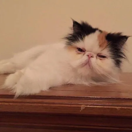 Кошкам тоже нужен выходной